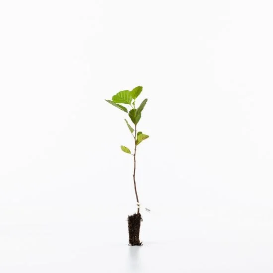 shop.woodlandtrust2977969