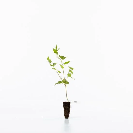 shop.woodlandtrust2977990