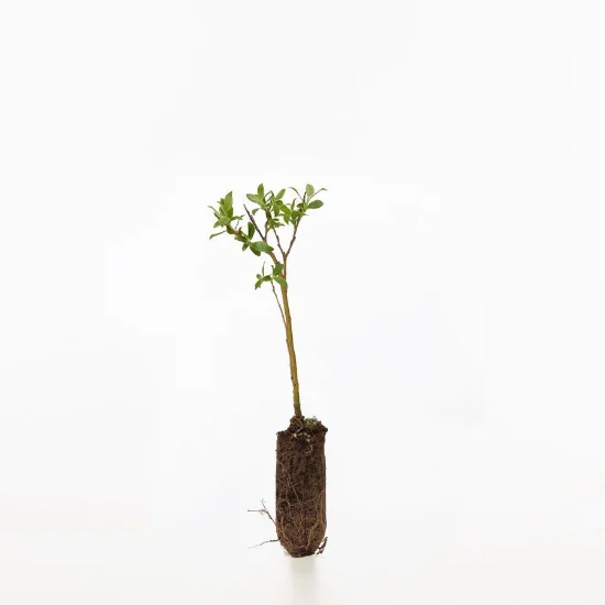 shop.woodlandtrust2978010