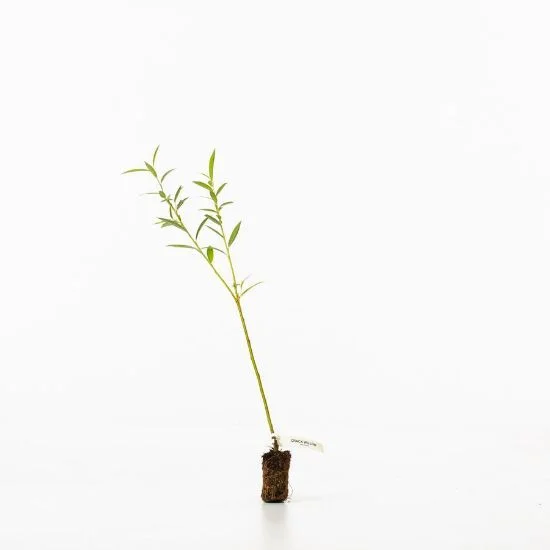 shop.woodlandtrust2978038