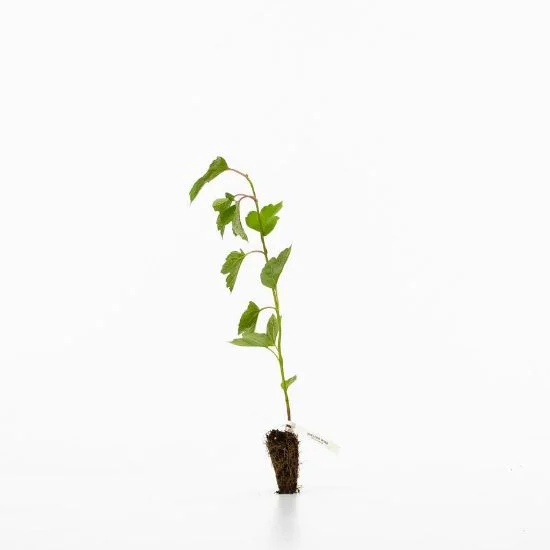shop.woodlandtrust2978059