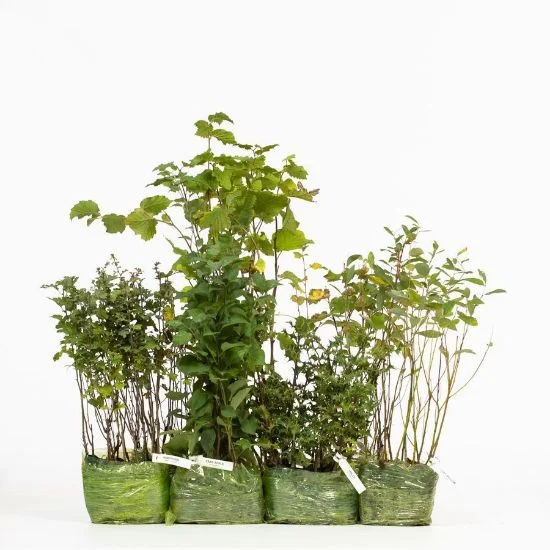 shop.woodlandtrust2978171