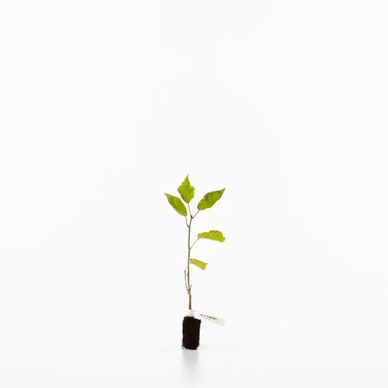 shop.woodlandtrust2978200