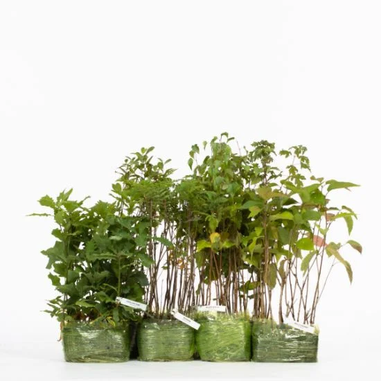 shop.woodlandtrust2978213