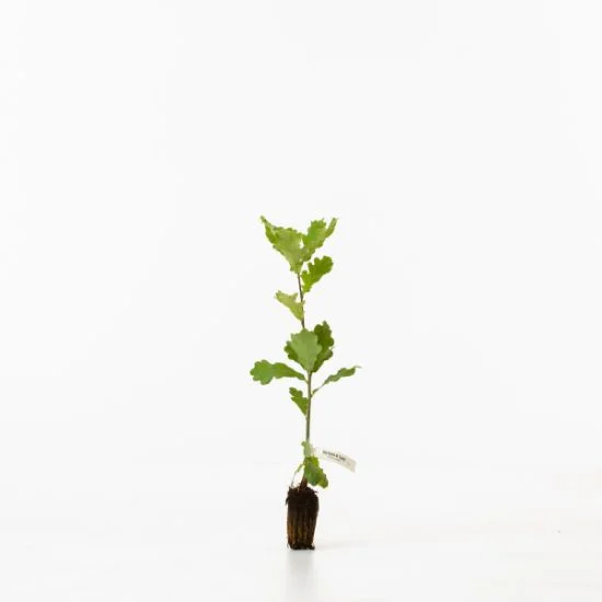 shop.woodlandtrust2978249