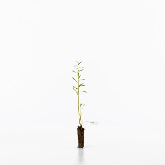 shop.woodlandtrust2978271