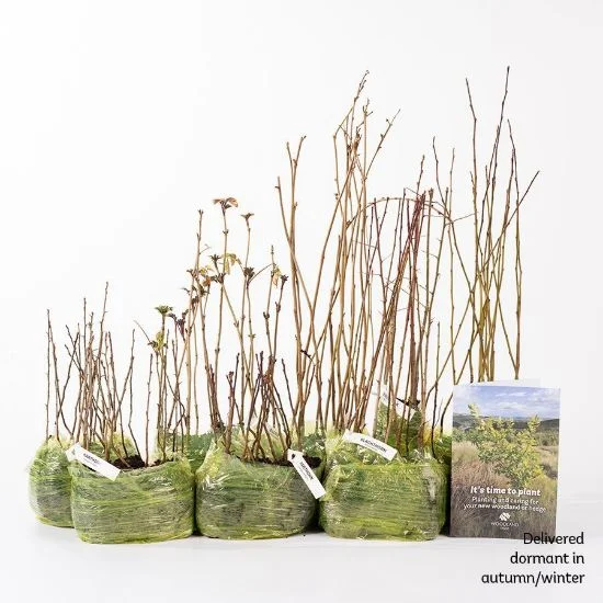 shop.woodlandtrust2978308