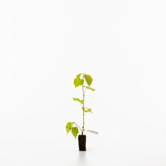 shop.woodlandtrust2978361
