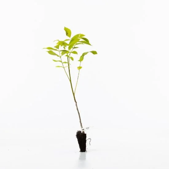 shop.woodlandtrust2978376