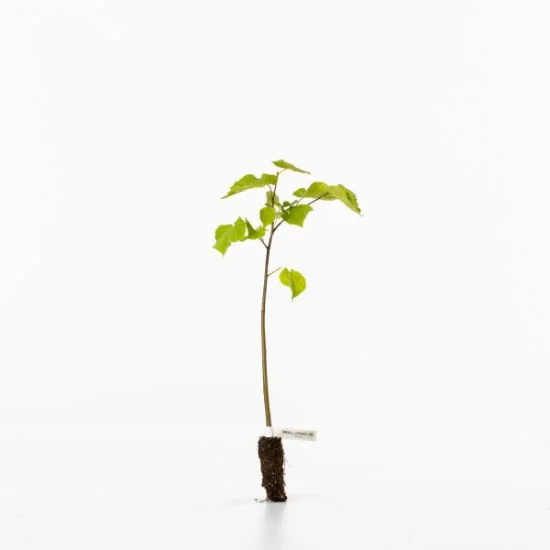 shop.woodlandtrust2978399