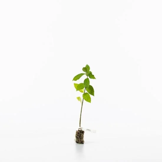 shop.woodlandtrust2978416