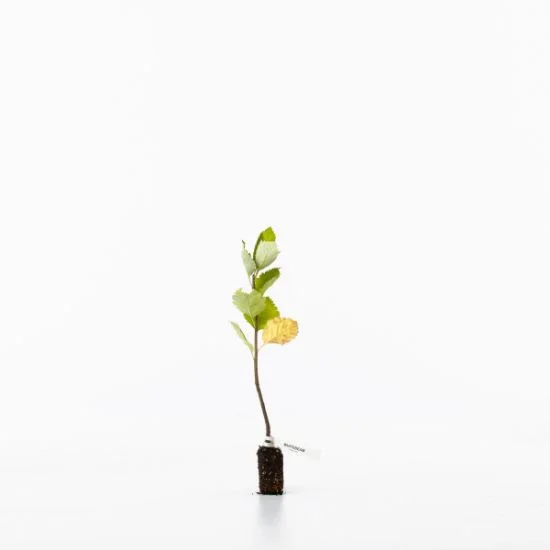 shop.woodlandtrust2978437