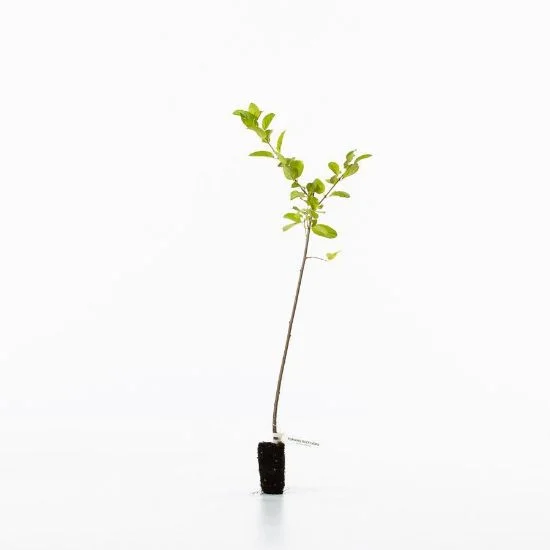 shop.woodlandtrust2978466