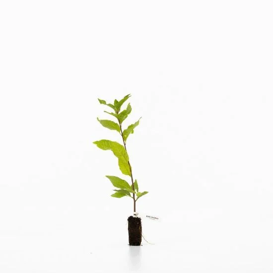 shop.woodlandtrust2978491