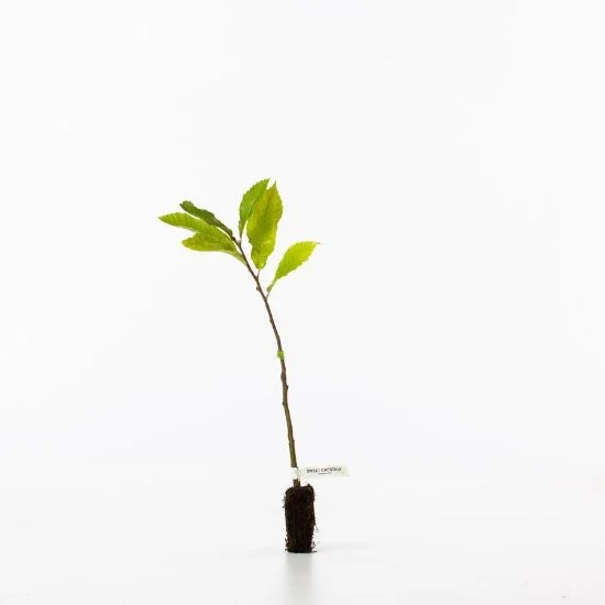 shop.woodlandtrust2978510