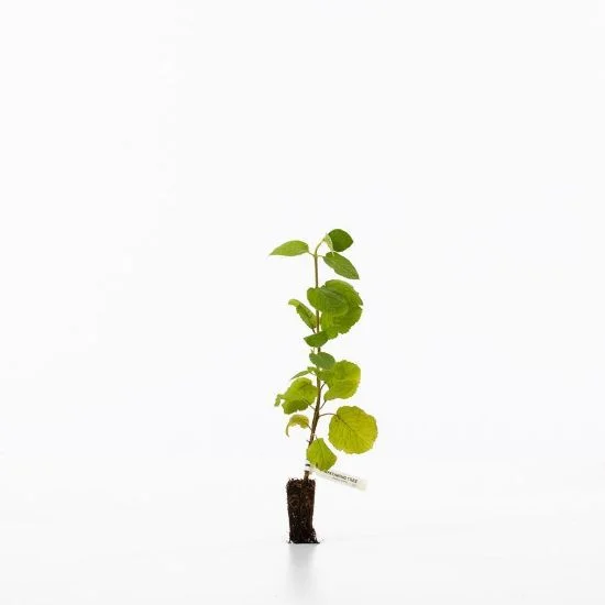 shop.woodlandtrust2978524