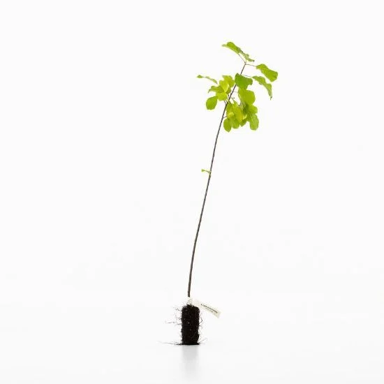 shop.woodlandtrust2978539