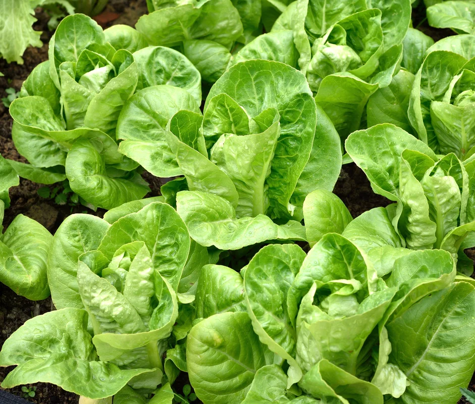 yorkshire-seeds2957463