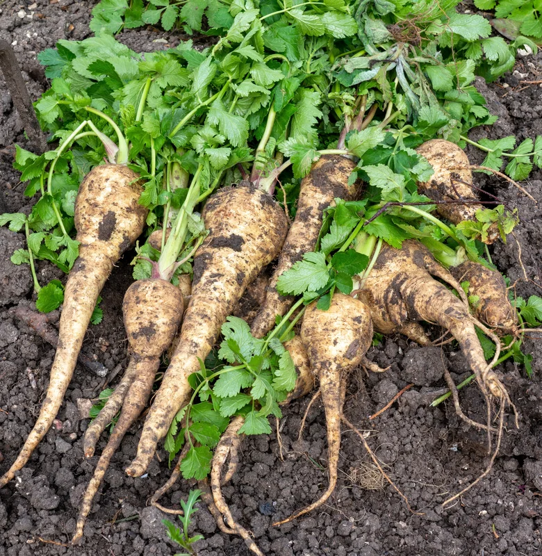 yorkshire-seeds2957932
