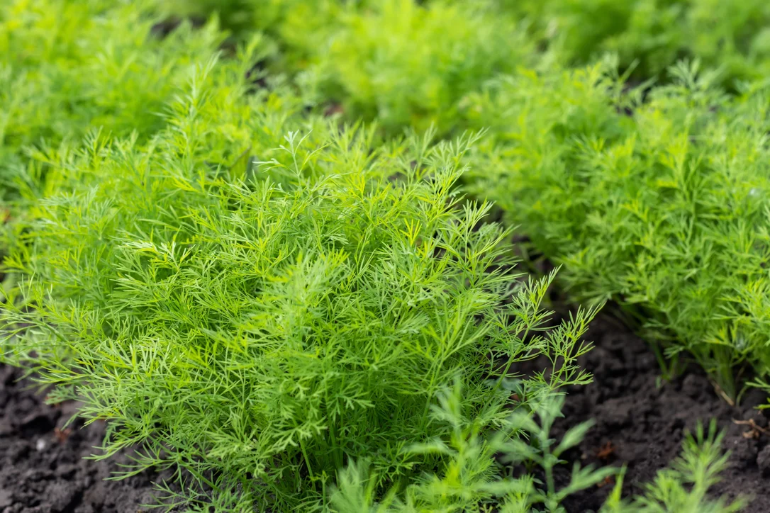 yorkshire-seeds2958583