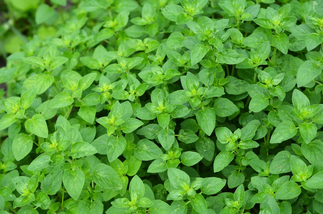 yorkshire-seeds2958749