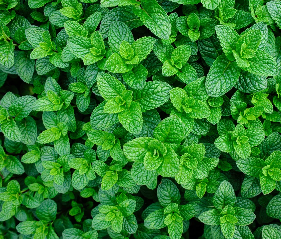 yorkshire-seeds2958874