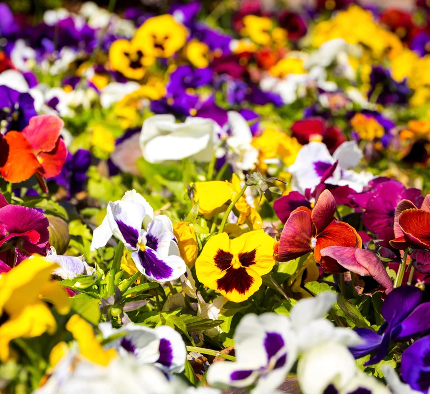 yorkshire-seeds2959026