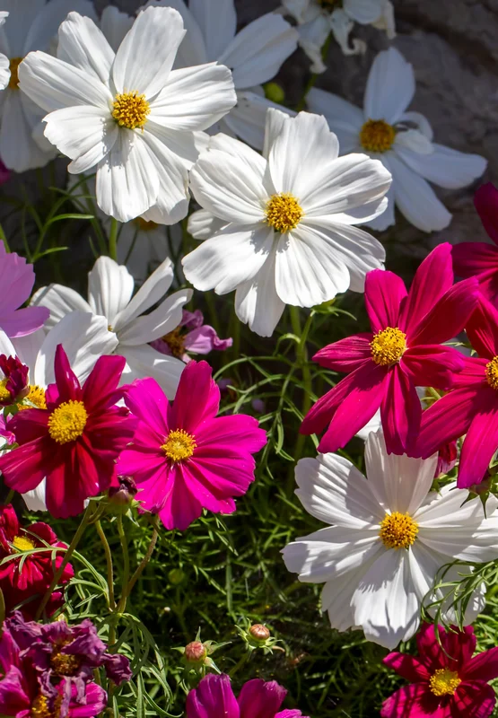yorkshire-seeds2959114