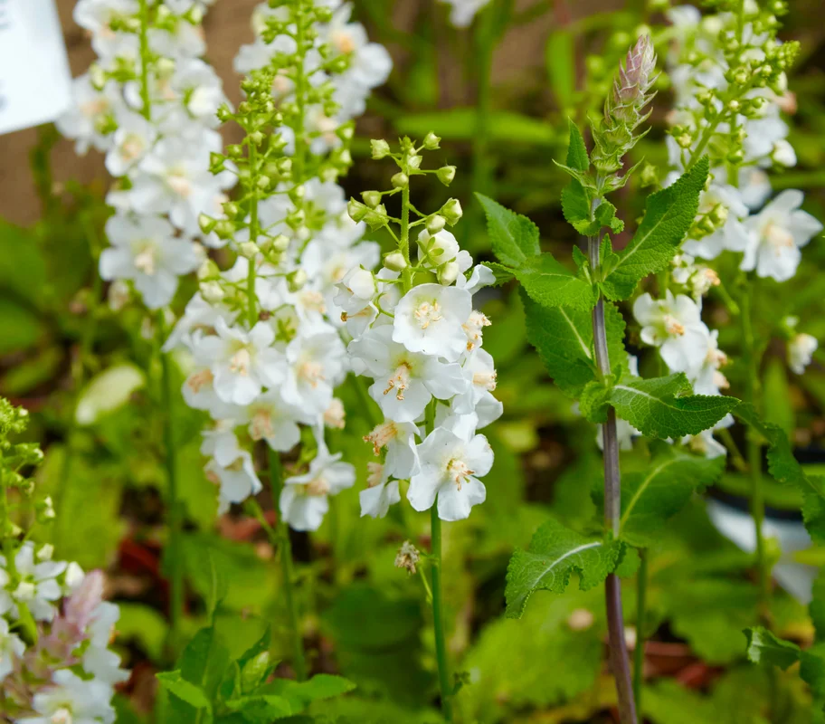 yorkshire-seeds2959337
