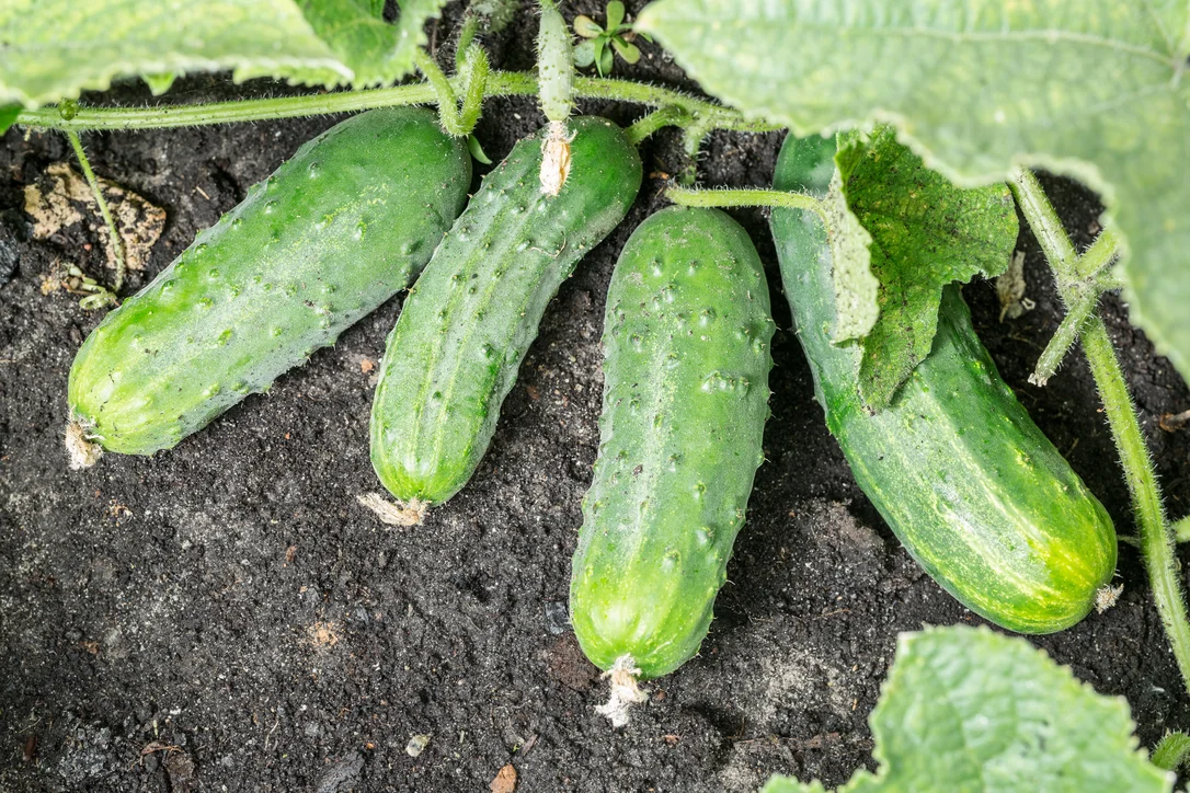 yorkshire-seeds2959659