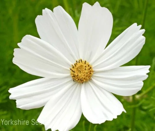 yorkshire-seeds2960024