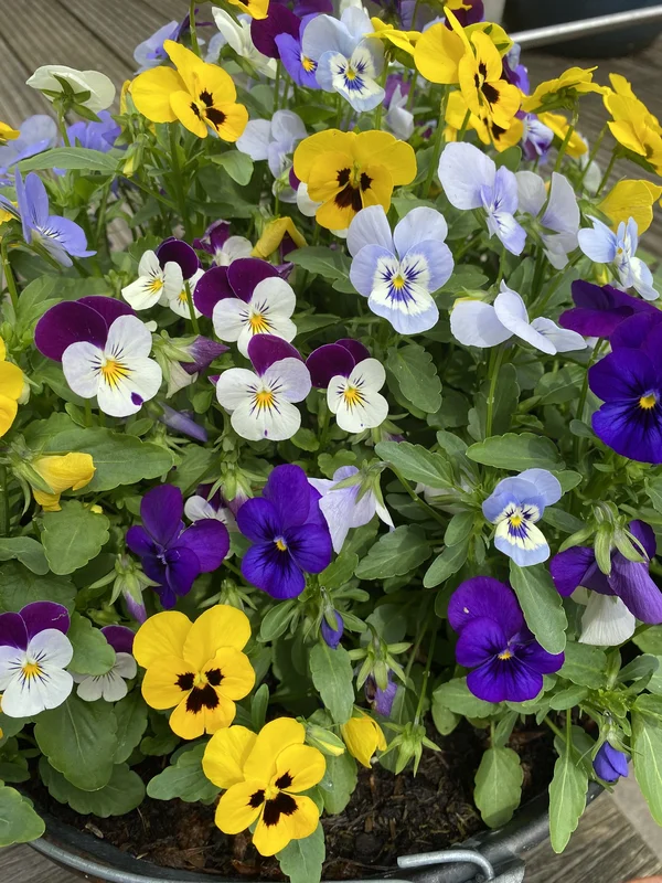 yorkshire-seeds2960140