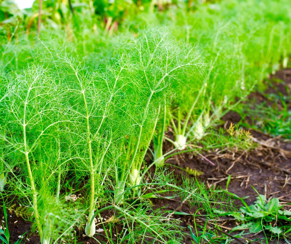 yorkshire-seeds2960681