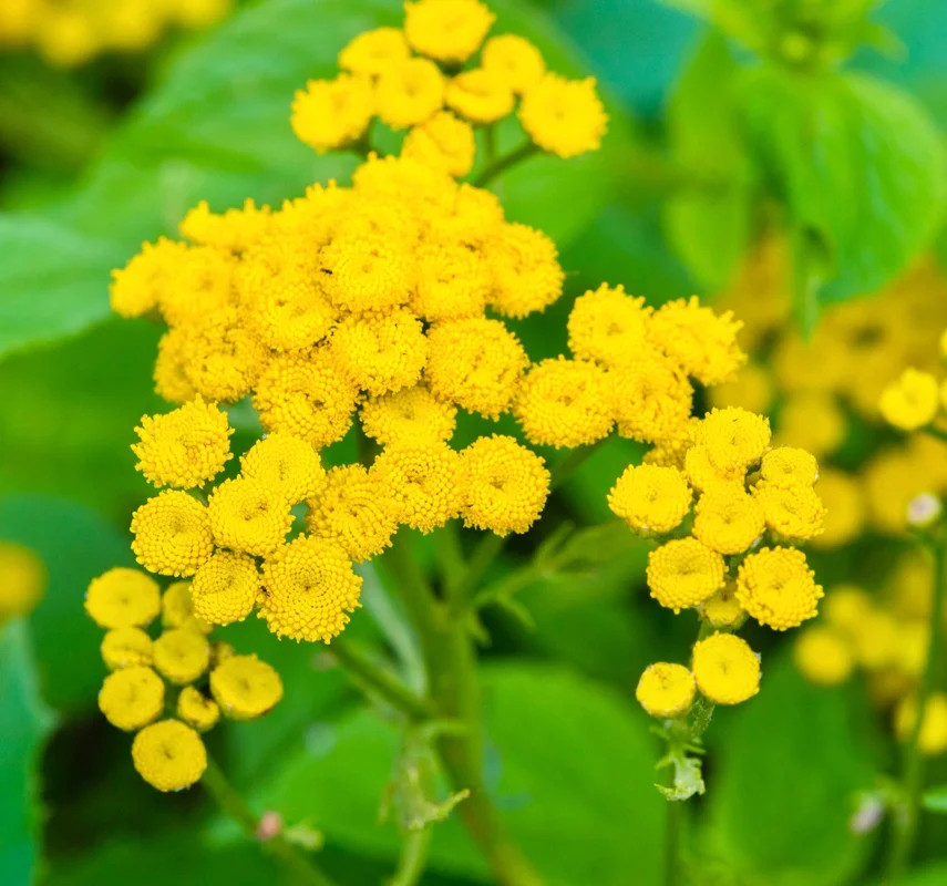 yorkshire-seeds2960992