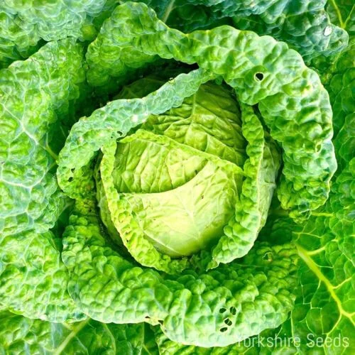 yorkshire-seeds2961005