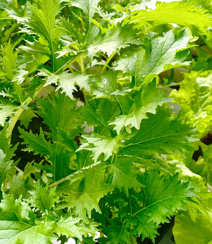 yorkshire-seeds2961079