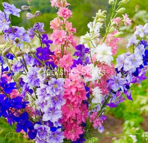 yorkshire-seeds2961098
