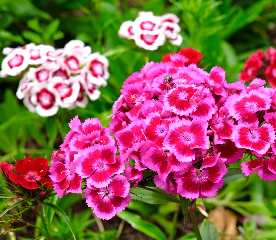yorkshire-seeds2961168