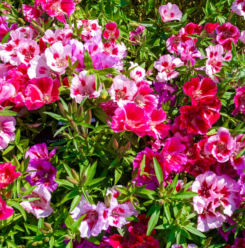 yorkshire-seeds2961306