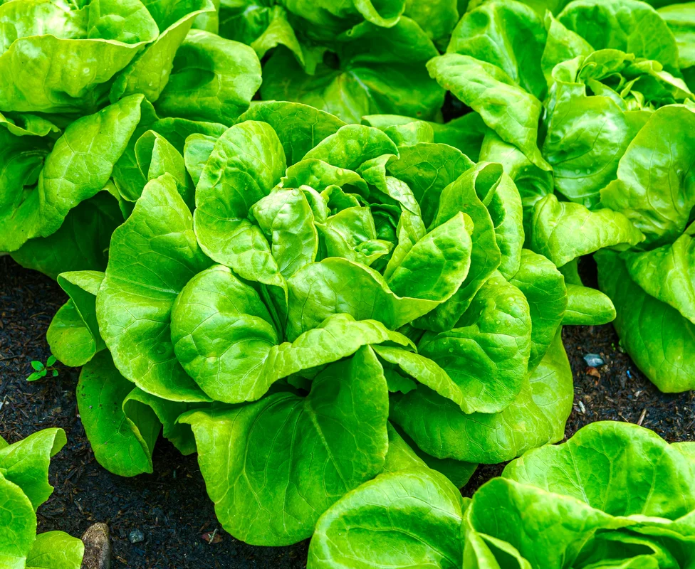 yorkshire-seeds2961443