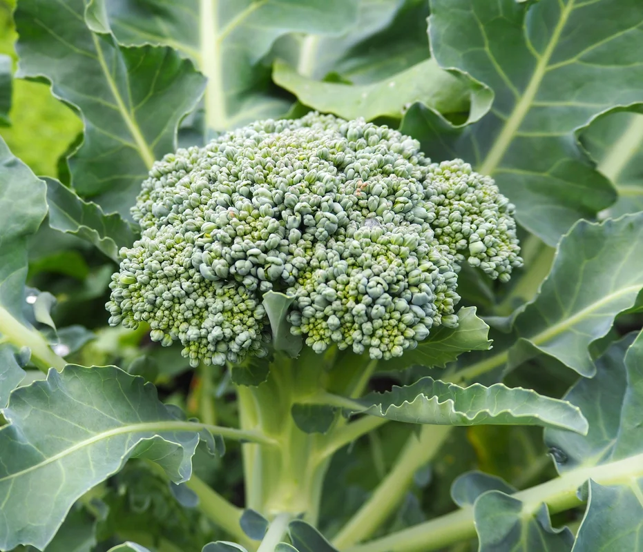 yorkshire-seeds2962349