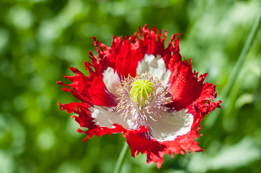 yorkshire-seeds2962430