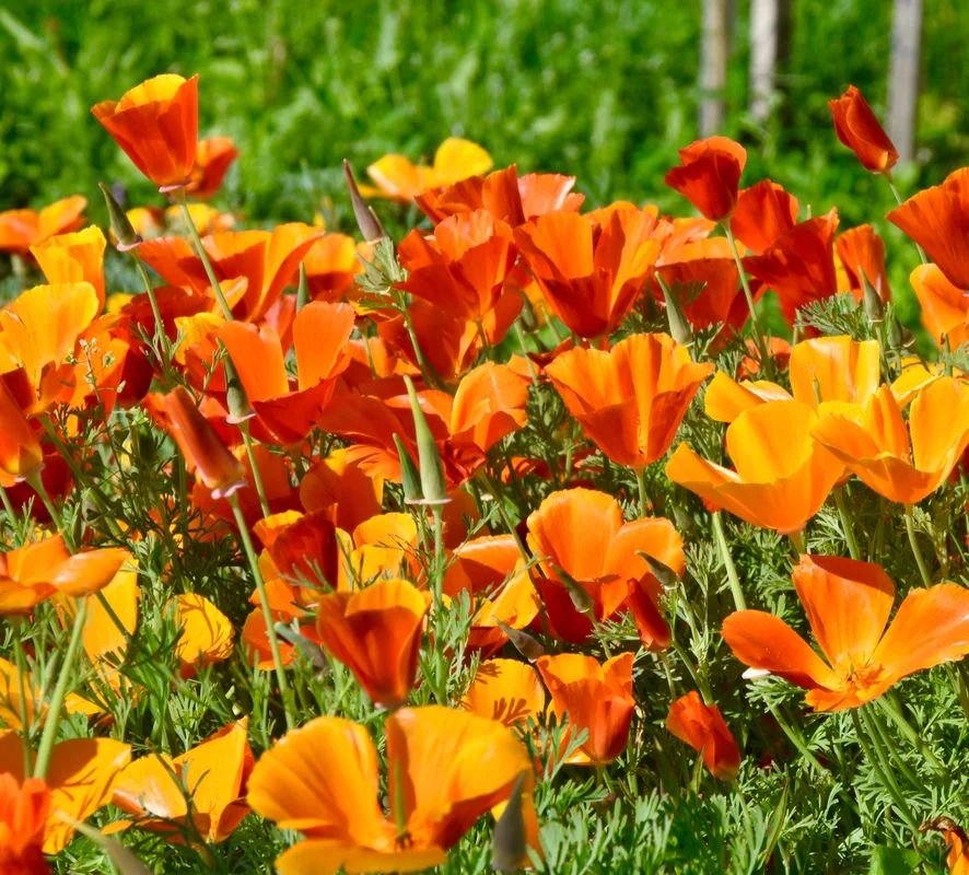 yorkshire-seeds2962560
