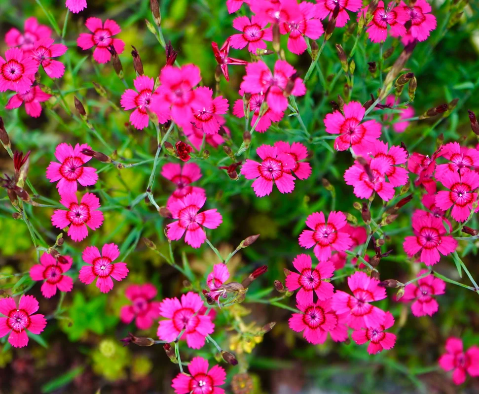 yorkshire-seeds2962673