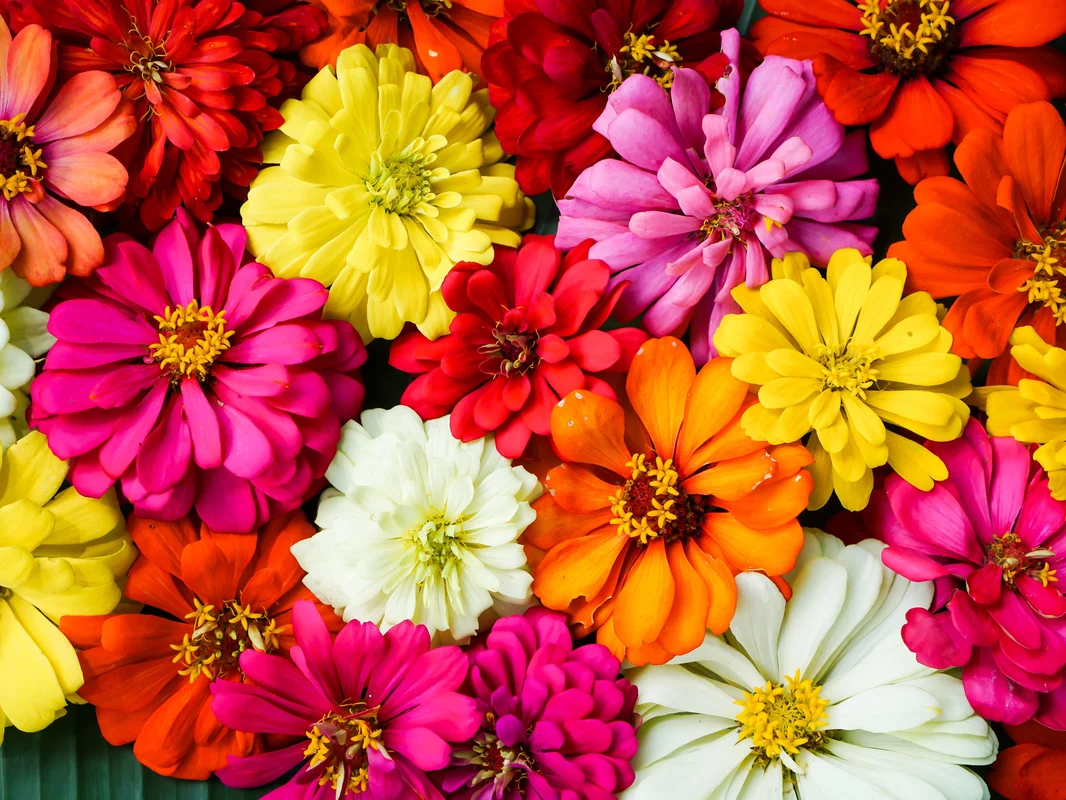 yorkshire-seeds2962832