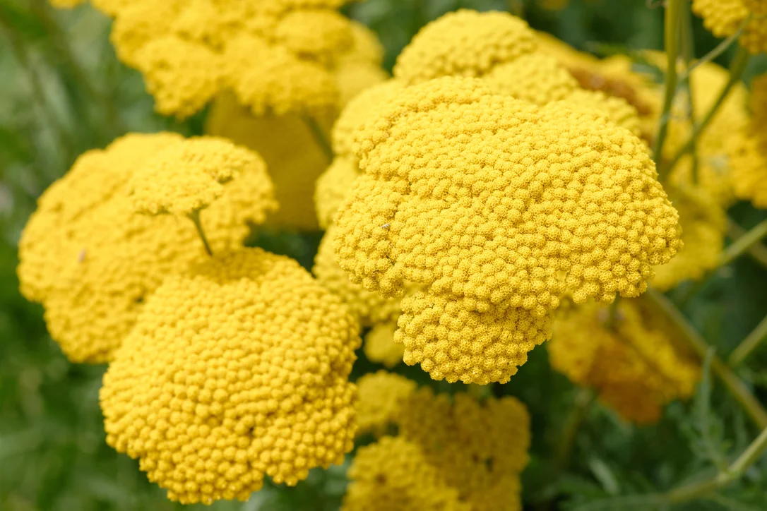 yorkshire-seeds2962970