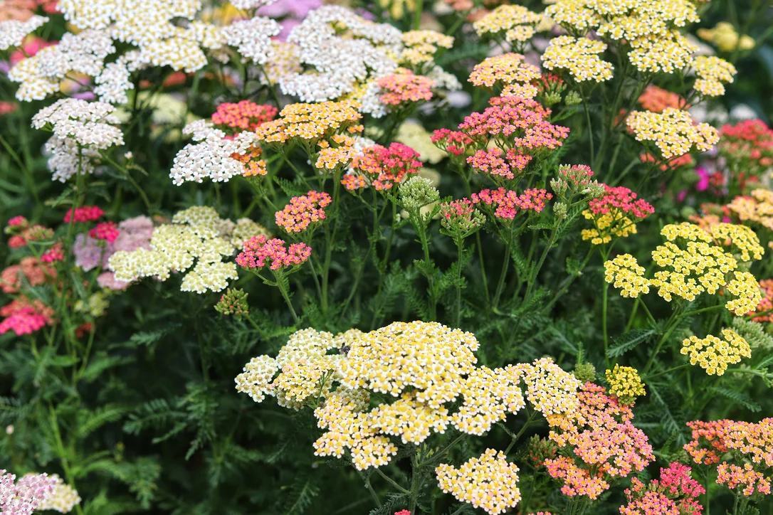yorkshire-seeds2963414