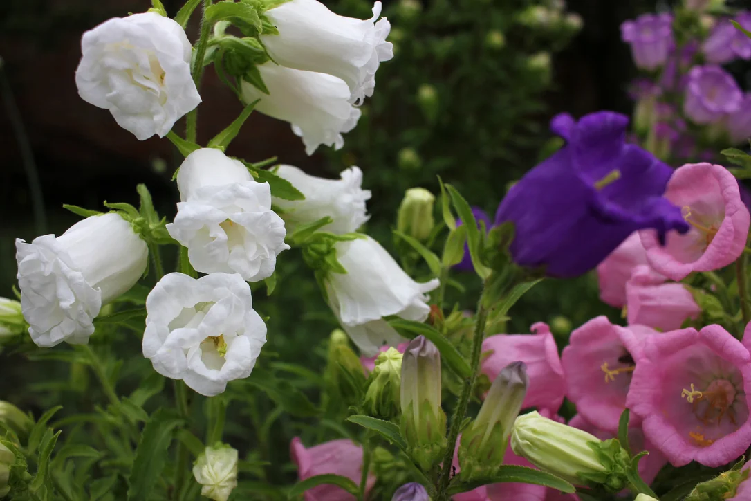 yorkshire-seeds2963475