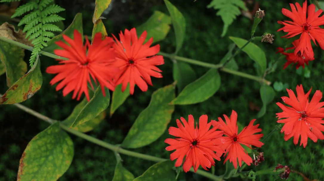 yorkshire-seeds2963539