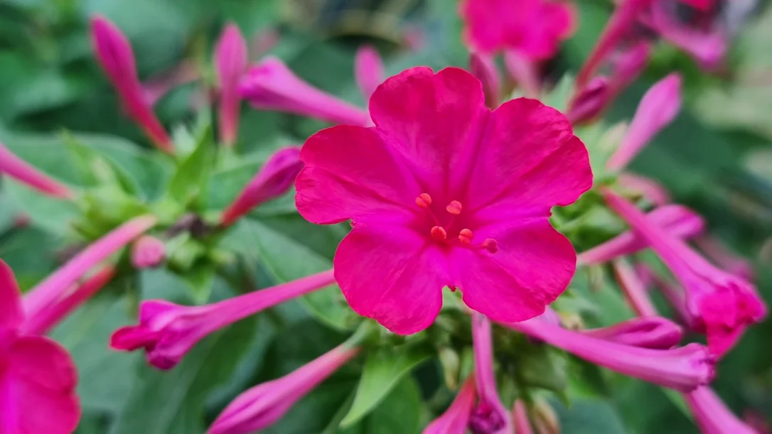 yorkshire-seeds2963804